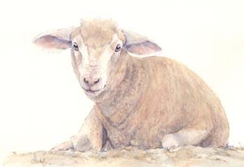 Crossbred Lamb