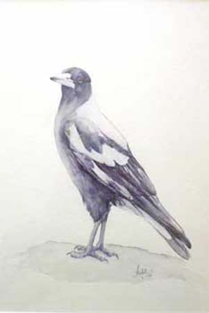 Magpie-Study