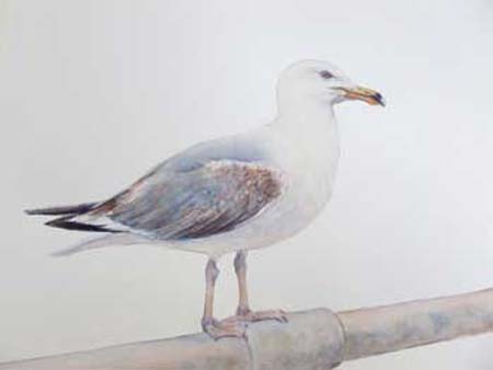 Polperro-Gull