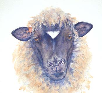 Suffolk-Ewe