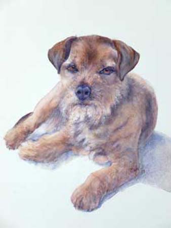 The-Border-Terrier