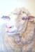 Crossbred Ewe