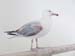 Polperro Gull